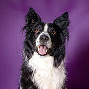 Tango a rejoint le concours — aidez-le/la à gagner de superbes lots ! dog, border_collie, black_and_white, pet, animal, portrait, studio, purple_background, fur, ears, tongue, smiling, cute, friendly, canine, mammal, domestic_animal, looking_at_camera, happy, close_up