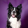 dog, border_collie, black_and_white, pet, animal, portrait, studio, purple_background, fur, ears, tongue, smiling, cute, friendly, canine, mammal, domestic_animal, looking_at_camera, happy, close_up