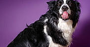 Tango participe au concours pour gagner de l'argent avec cette photo : animal, black_and_white, border_collie, canine, companion, cute, dog, domestic_animal, fluffy, friendly, fur, indoor, mammal, pet, playful, portrait, purple_background, sitting, tongue_out, woven_mat