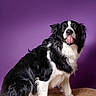 Tango participe au concours pour gagner de l'argent avec cette photo : dog, border_collie, black_and_white, tongue_out, pet, animal, sitting, fur, portrait, indoor, purple_background, woven_mat, cute, playful, canine, friendly, fluffy, mammal, companion, domestic_animal