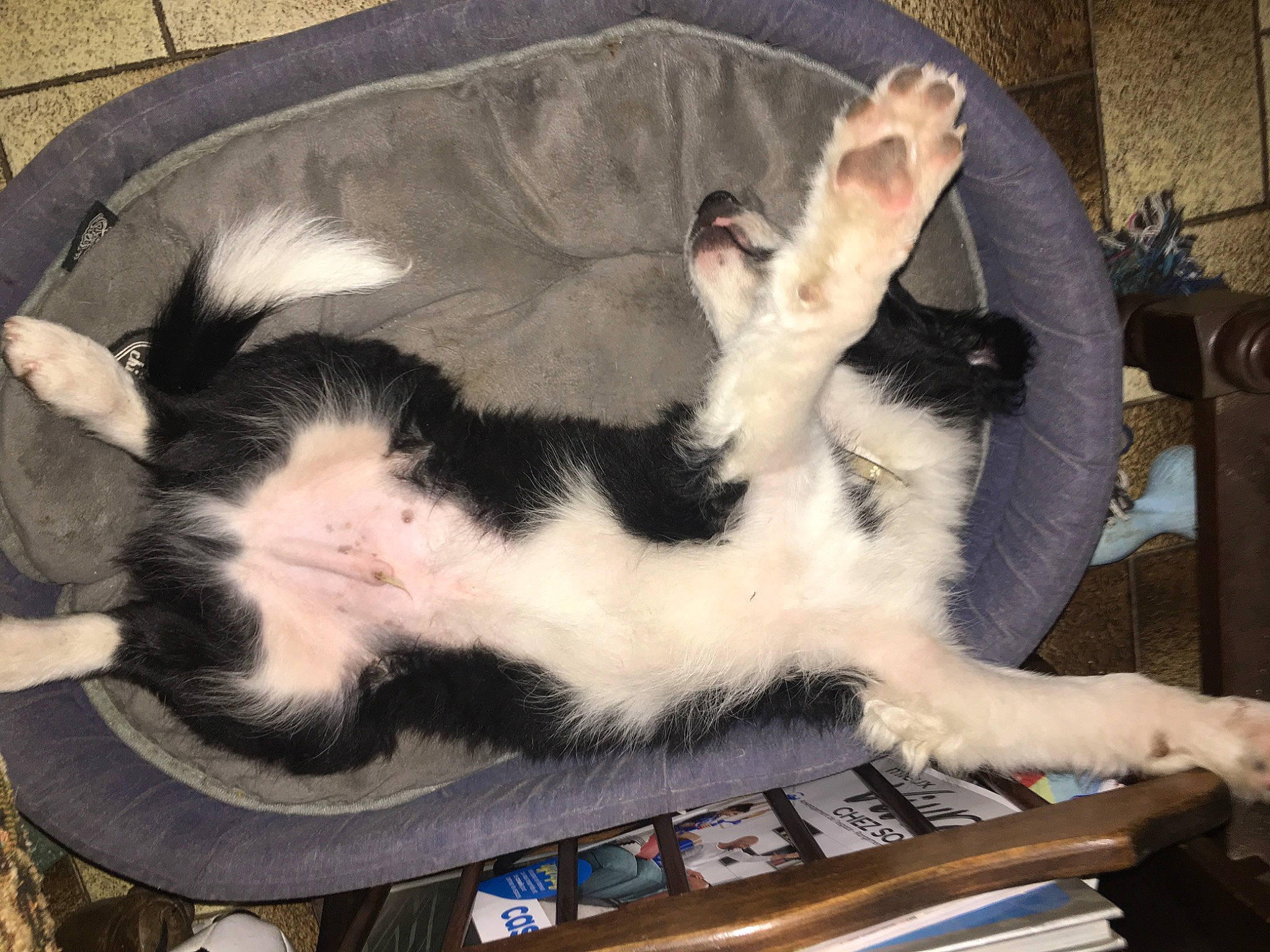 Tango participe au concours pour gagner de l'argent avec cette photo : canidae, carnivore, cat, claw, comfort, companion_dog, dog_breed, domestic_short_haired_cat, felidae, foot, fur, lap, mammal, nap, paw, small_to_medium_sized_cats, tail, terrestrial_animal, vertebrate, whiskers