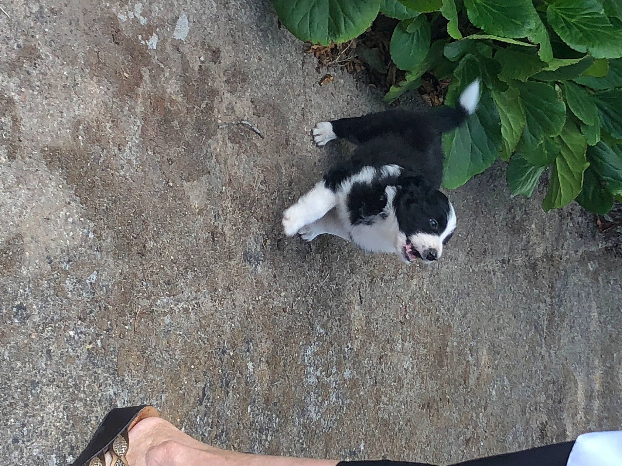 Tango a rejoint le concours — aidez-le/la à gagner de superbes lots ! asphalt, barefoot, carnivore, companion_dog, concrete, dog_breed, felidae, foot, fur, grass, human_leg, plant, road_surface, shadow, small_to_medium_sized_cats, sporting_group, tail, thigh, toe, wrist