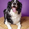 Tango participe au concours pour gagner de l'argent avec cette photo : dog, black_and_white, tongue_out, happy, pet, canine, portrait, studio, purple_background, fur, animal, muzzle, ears, sitting, front_legs, expression, cute, domestic_animal, playful, smiling
