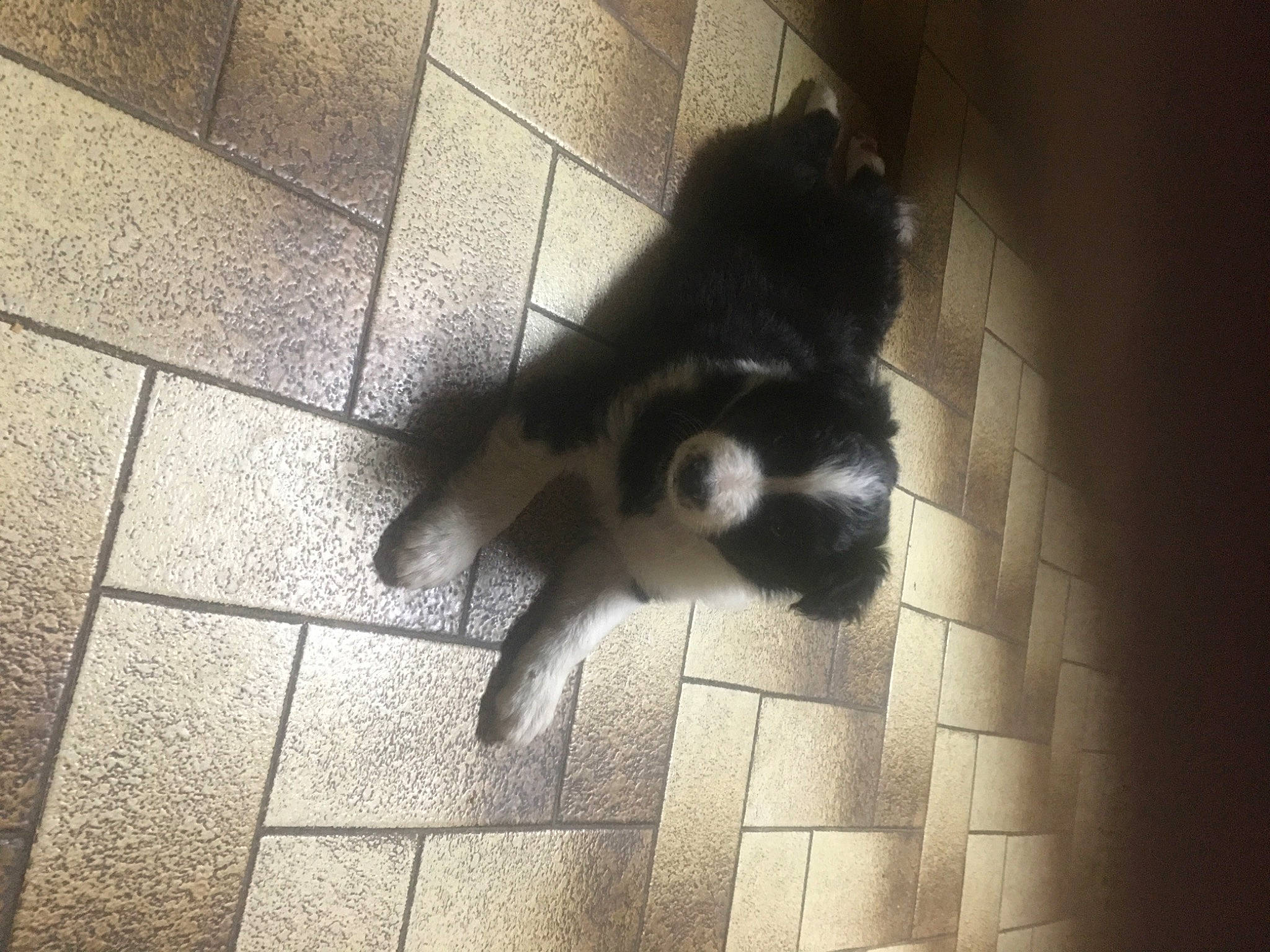 Tango a rejoint le concours — aidez-le/la à gagner de superbes lots ! canidae, carnivore, companion_dog, dog_breed, felidae, floor, flooring, fur, hardwood, monochrome, monochrome_photography, paw, shadow, small_to_medium_sized_cats, snout, sporting_group, tail, terrestrial_animal, tints_and_shades, whiskers