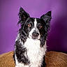 dog, border_collie, black_and_white, pet, animal, portrait, indoor, purple_background, woven_mat, sitting, ears_up, alert, fur, canine, looking_at_camera, domestic_animal, cute, animal_portrait, studio_shot, focused