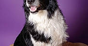 Tango a rejoint le concours — aidez-le/la à gagner de superbes lots ! dog, border_collie, black_and_white, sitting, pet, fur, animal, canine, expression, alert, ears_up, mat, indoor, portrait, purple_background, fur_texture, looking_away, whiskers, friendly, companion