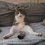 Chamallow a rejoint le concours — aidez-le/la à gagner de superbes lots ! cat, gray_cat, white_cat, sitting, tongue_out, couch, gray_couch, blanket, indoor, pet, feline, relaxed, cute, funny_pose, paw, tail, furry, animal, mischievous, home