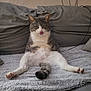 cat, gray_cat, white_cat, sitting, tongue_out, couch, gray_couch, blanket, indoor, pet, feline, relaxed, cute, funny_pose, paw, tail, furry, animal, mischievous, home