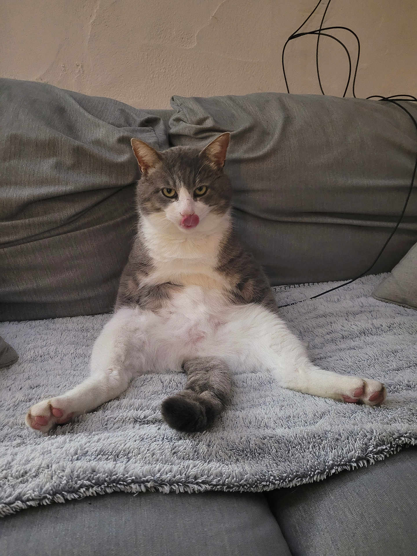 Chamallow a rejoint le concours — aidez-le/la à gagner de superbes lots ! cat, gray_cat, white_cat, sitting, tongue_out, couch, gray_couch, blanket, indoor, pet, feline, relaxed, cute, funny_pose, paw, tail, furry, animal, mischievous, home
