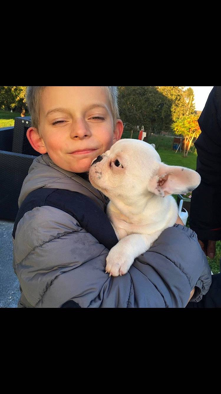 Alexandre a rejoint le concours — aidez-le/la à gagner de superbes lots ! canidae, carnivore, companion_dog, dog, dog_breed, fawn, french_bulldog, labrador_retriever, mammal, non_sporting_group, nose, person, puppy, puppy_love, sporting_group, vertebrate, white_english_bulldog