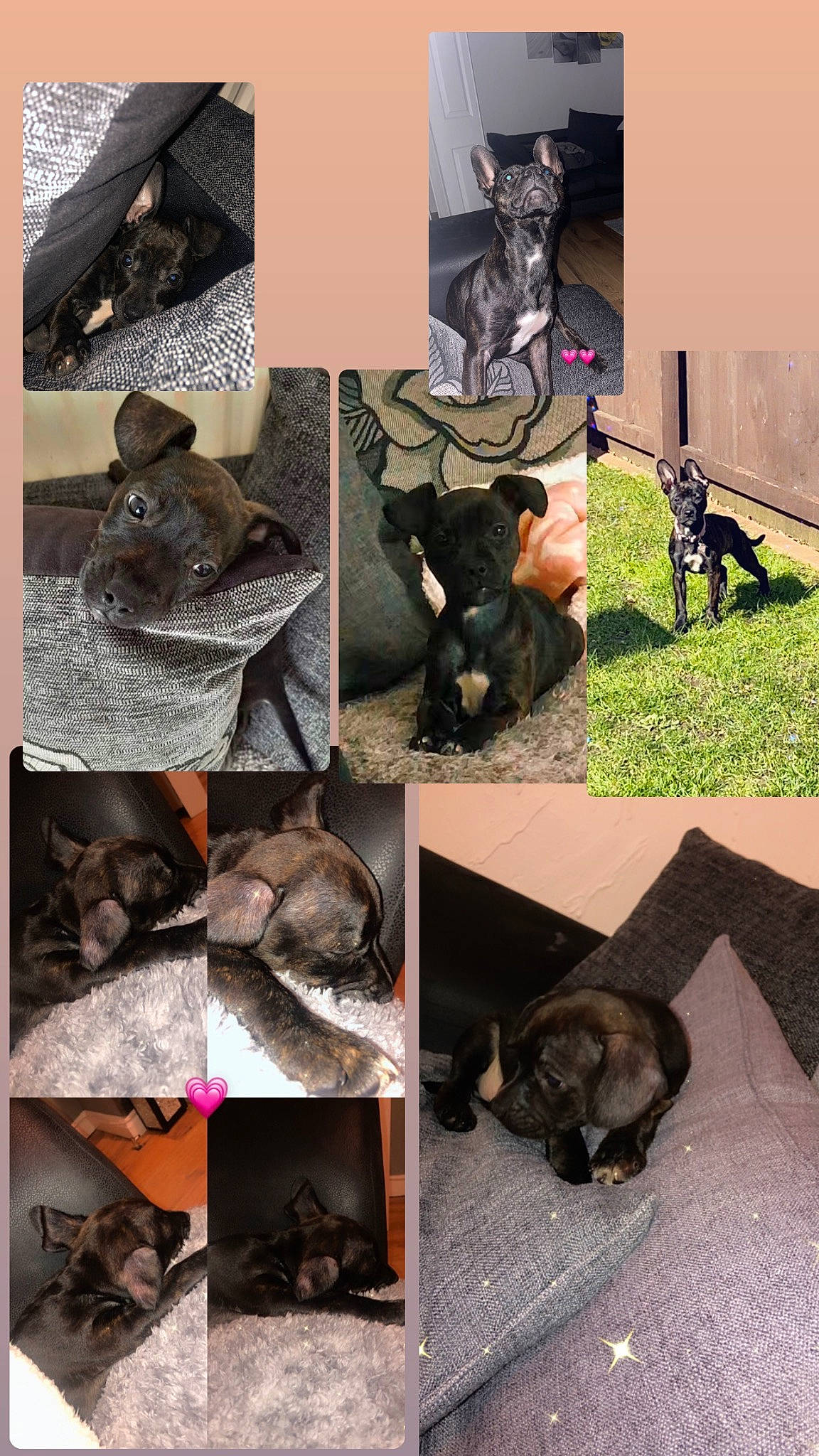 Ella joined the competition — help win amazing prizes! art, canidae, carnivore, cat, collage, companion_dog, dog_breed, domestic_short_haired_cat, felidae, fur, grass, outdoor_bench, outdoor_furniture, photography, plant, sitting, small_to_medium_sized_cats, table, tail