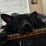 Bruno is registered to the contest to win money with this photo: dog, black_dog, resting, indoors, crate, bed, large_ears, pet, animal, window, blinds, wall, decoration, calm, sleepy, closeup, face, paw, furniture, domestic