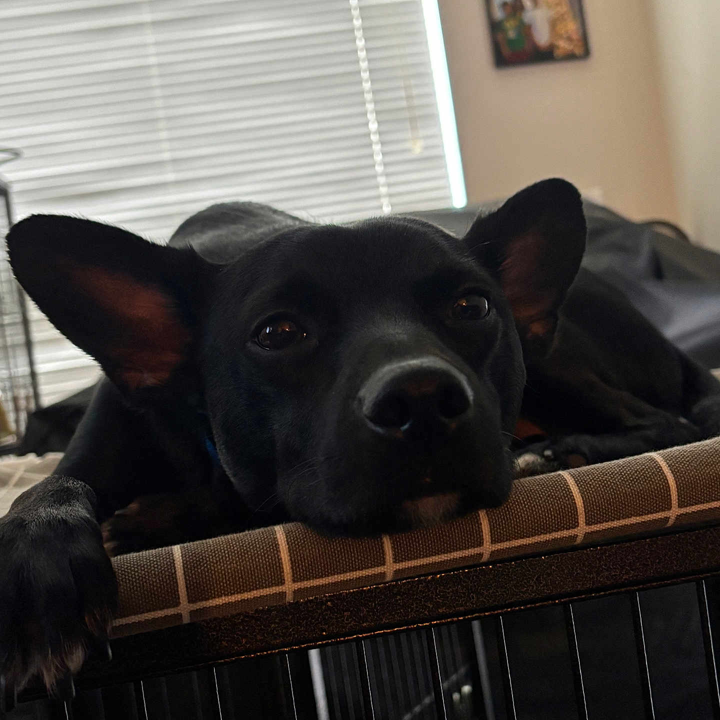 Bruno is registered to the contest to win money with this photo: dog, black_dog, resting, indoors, crate, bed, large_ears, pet, animal, window, blinds, wall, decoration, calm, sleepy, closeup, face, paw, furniture, domestic