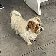 Guns participe au concours pour gagner de l'argent avec cette photo : dog, small_dog, white_fur, brown_fur, curly_fur, tile_floor, indoor, door, sneakers, pet, animal, looking_away, standing, floor, domestic, fur, ears, tail, snout, quiet