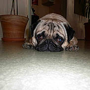 Donuts participe au concours pour gagner de l'argent avec cette photo :