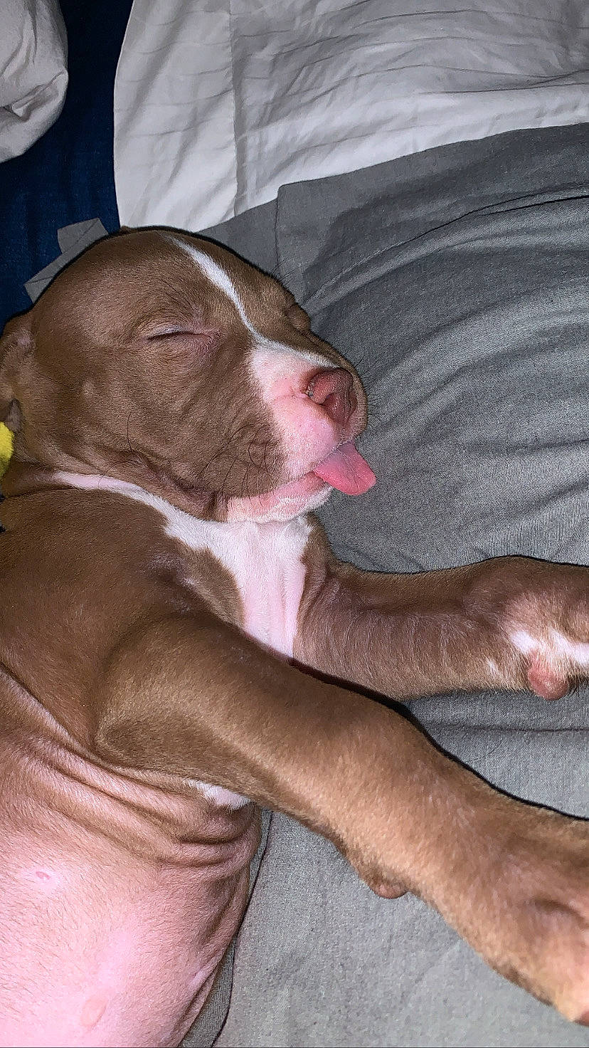 Caesar joined the competition — help win amazing prizes! canidae, carnivore, comfort, companion_dog, dog, dog_breed, fawn, flesh, liver, molosser, non_sporting_group, paw, puppy, snout, sporting_group, tail, terrestrial_animal, whiskers, working_animal, wrinkle