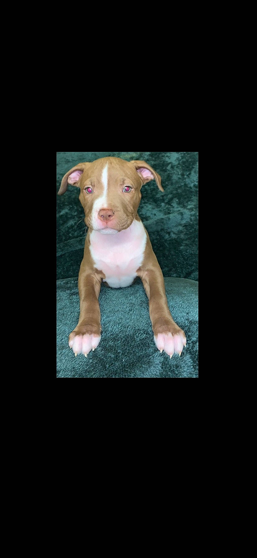 Caesar joined the competition — help win amazing prizes! animal_figure, art, canidae, carnivore, companion_dog, darkness, dog_breed, ear, fawn, grass, liver, livestock, non_sporting_group, rectangle, snout, sporting_group, suidae, terrestrial_animal, wood, working_animal