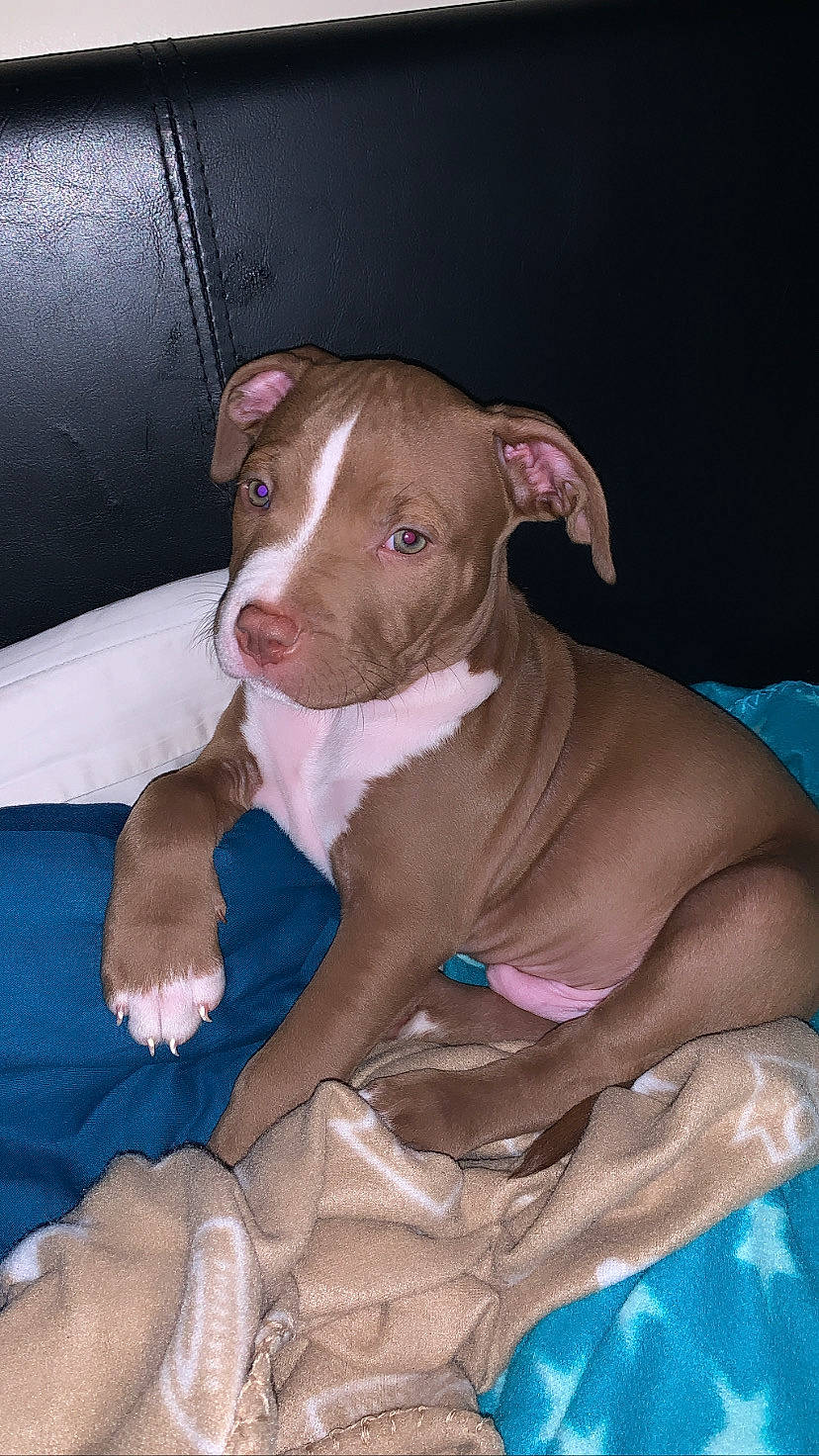 Caesar joined the competition — help win amazing prizes! canidae, carnivore, collar, comfort, companion_dog, dog, dog_breed, ear, fawn, liver, non_sporting_group, puppy, snout, sporting_group, terrestrial_animal, whiskers, working_animal