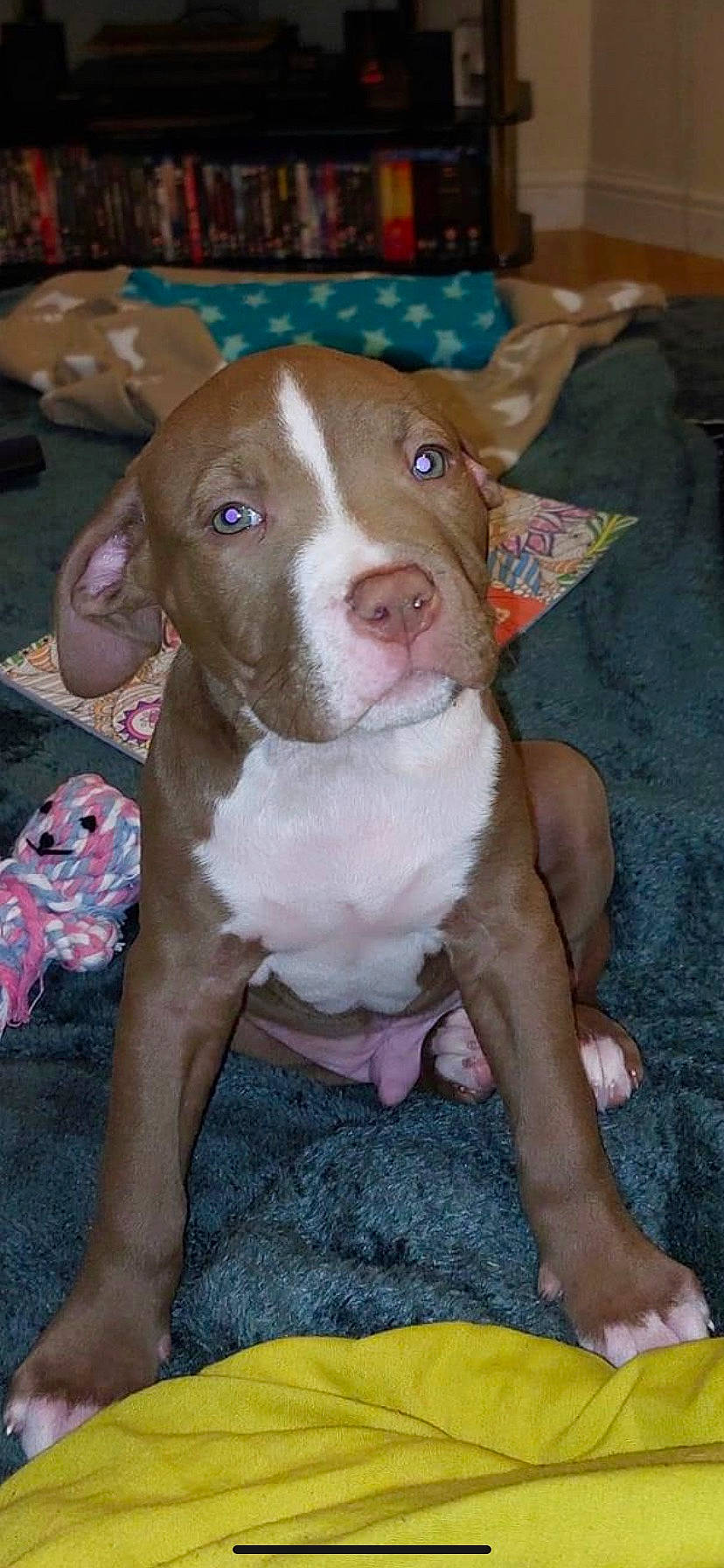 Caesar joined the competition — help win amazing prizes! canidae, carnivore, companion_dog, dog, dog_breed, fawn, liver, non_sporting_group, pet_supply, snout, sporting_group, terrestrial_animal, whiskers, working_animal