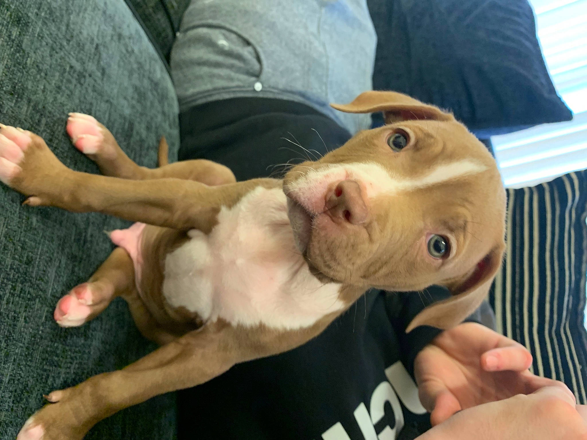 Caesar joined the competition — help win amazing prizes! canidae, carnivore, child, collar, comfort, companion_dog, dog, dog_breed, ear, fawn, fur, gesture, nail, non_sporting_group, selfie, sporting_group, tail, thumb, whiskers, working_animal