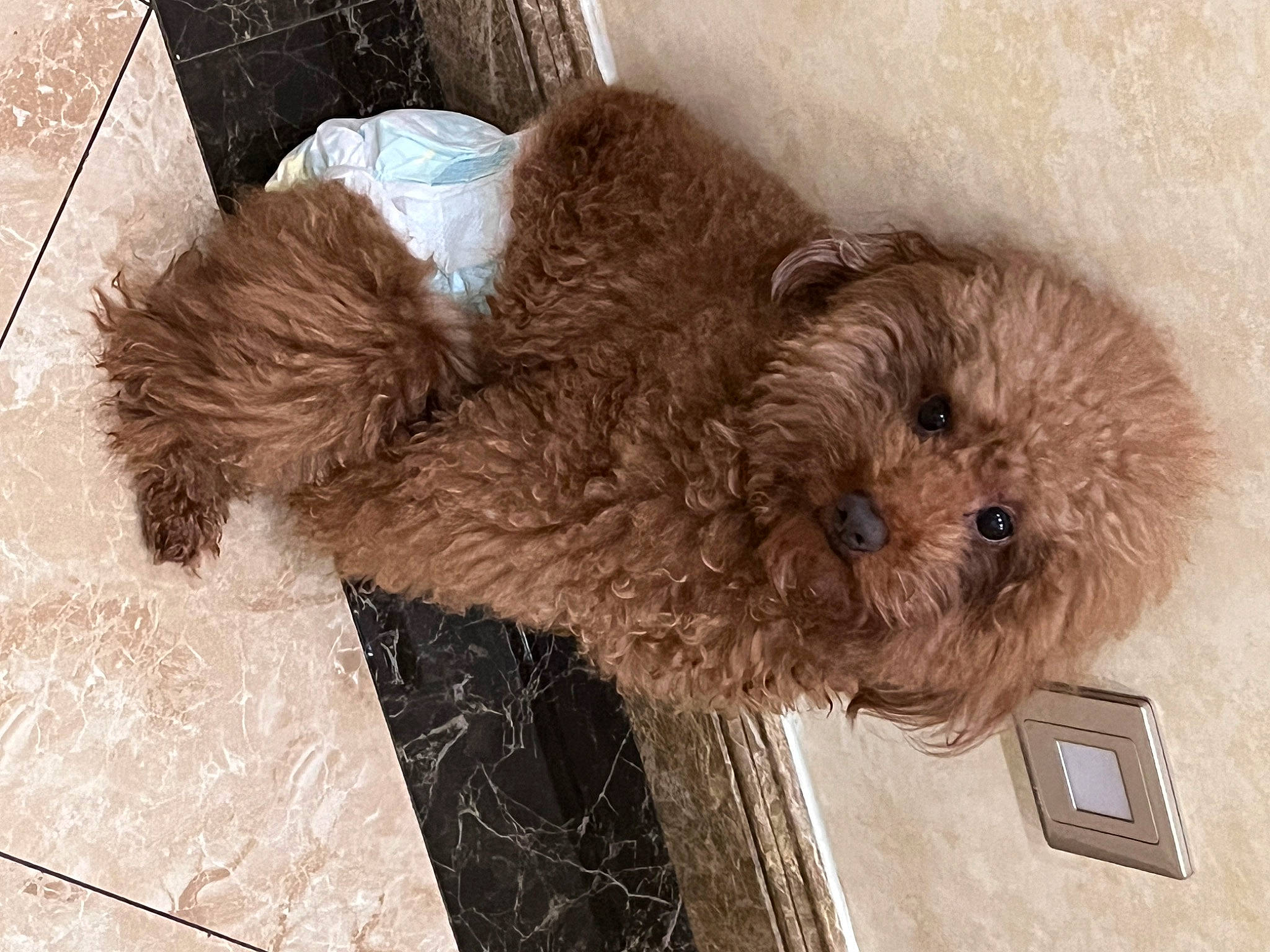 Coffee joined the competition — help win amazing prizes! canidae, carnivore, companion_dog, dog, dog_breed, fawn, flooring, fur, labradoodle, liver, maltepoo, shih_poo, small_terrier, snout, sporting_group, terrier, toy, toy_dog, window, working_animal