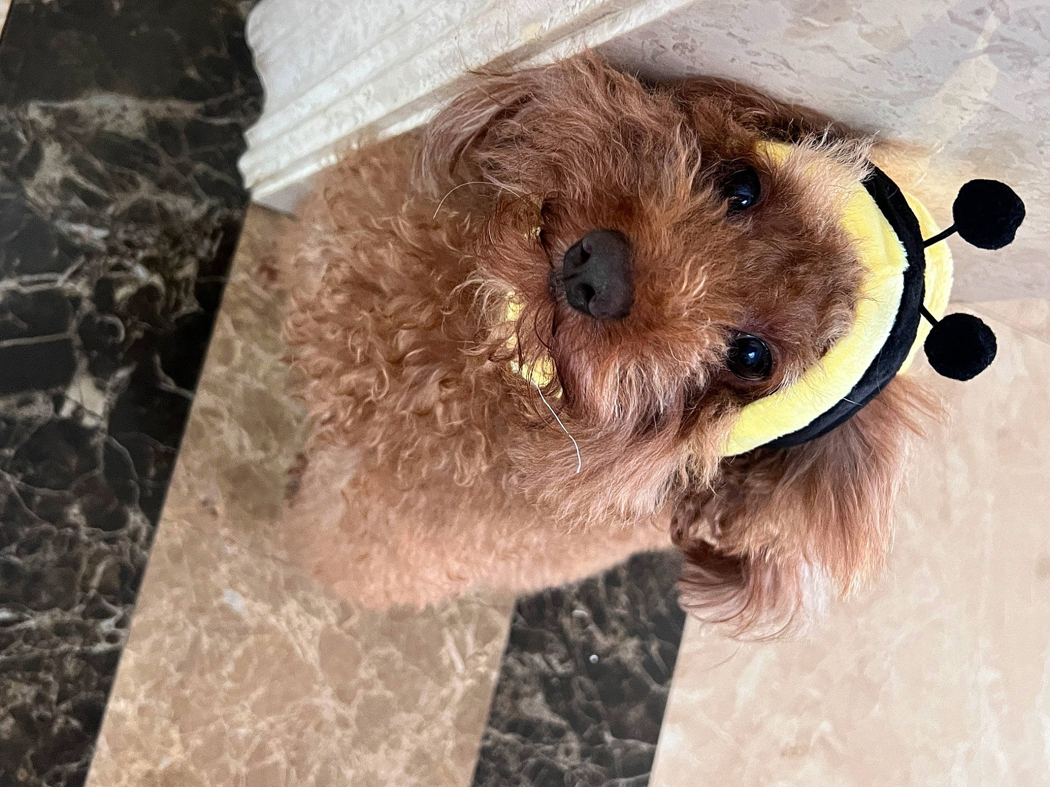 Coffee is registered to the contest to win money with this photo: carnivore, collar, companion_dog, dog, dog_breed, fawn, fur, goggles, hat, pet_supply, snout, sporting_group, stuffed_toy, sunglasses, teddy_bear, terrier, toy, toy_dog, whiskers, working_animal