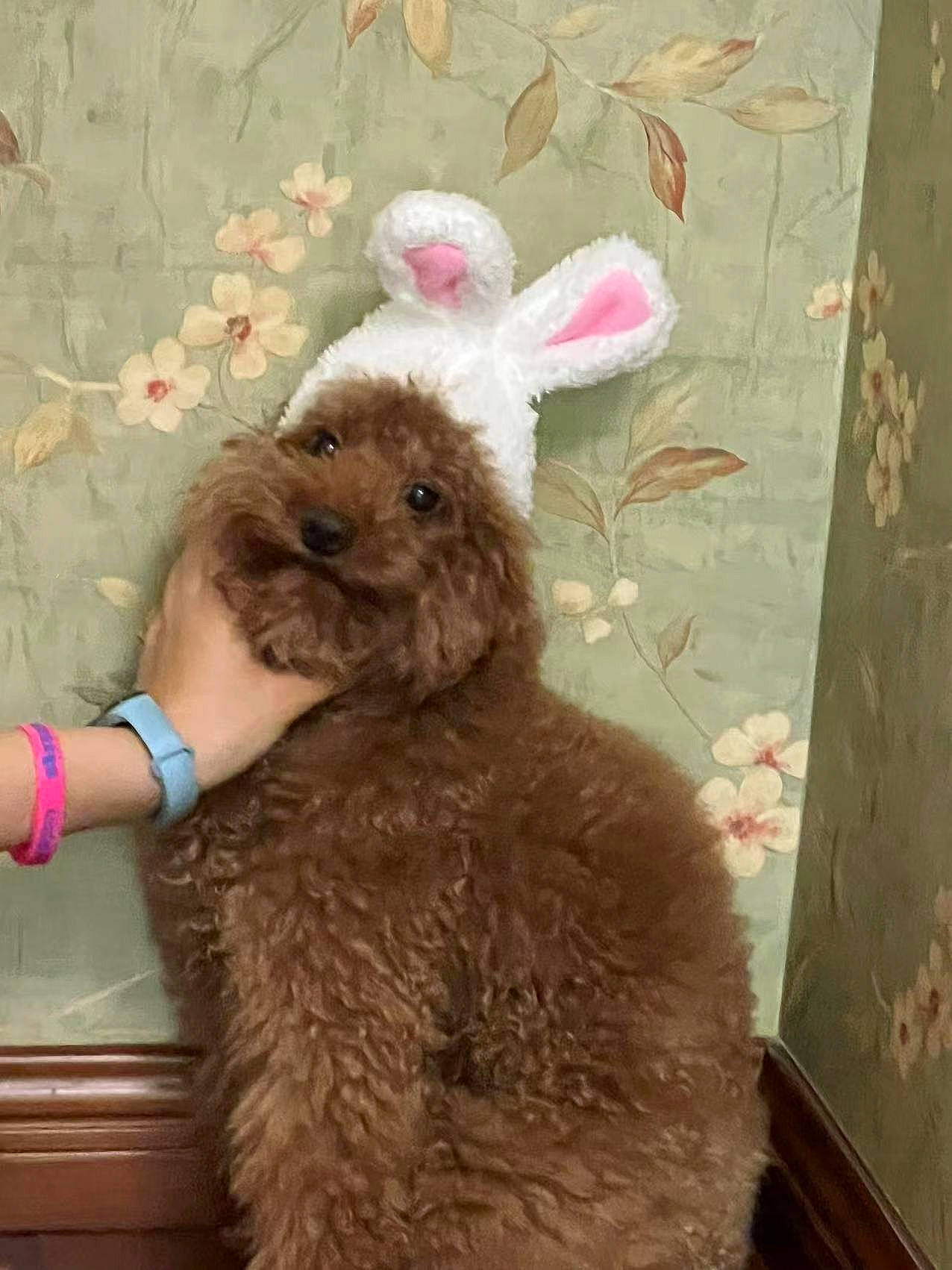 Coffee is registered to the contest to win money with this photo: art, bracelet, fashion_design, fur, jewellery, liver, natural_material, plush, rabbits_and_hares, stuffed_toy, tail, terrestrial_animal, toy, visual_arts, watch, wool