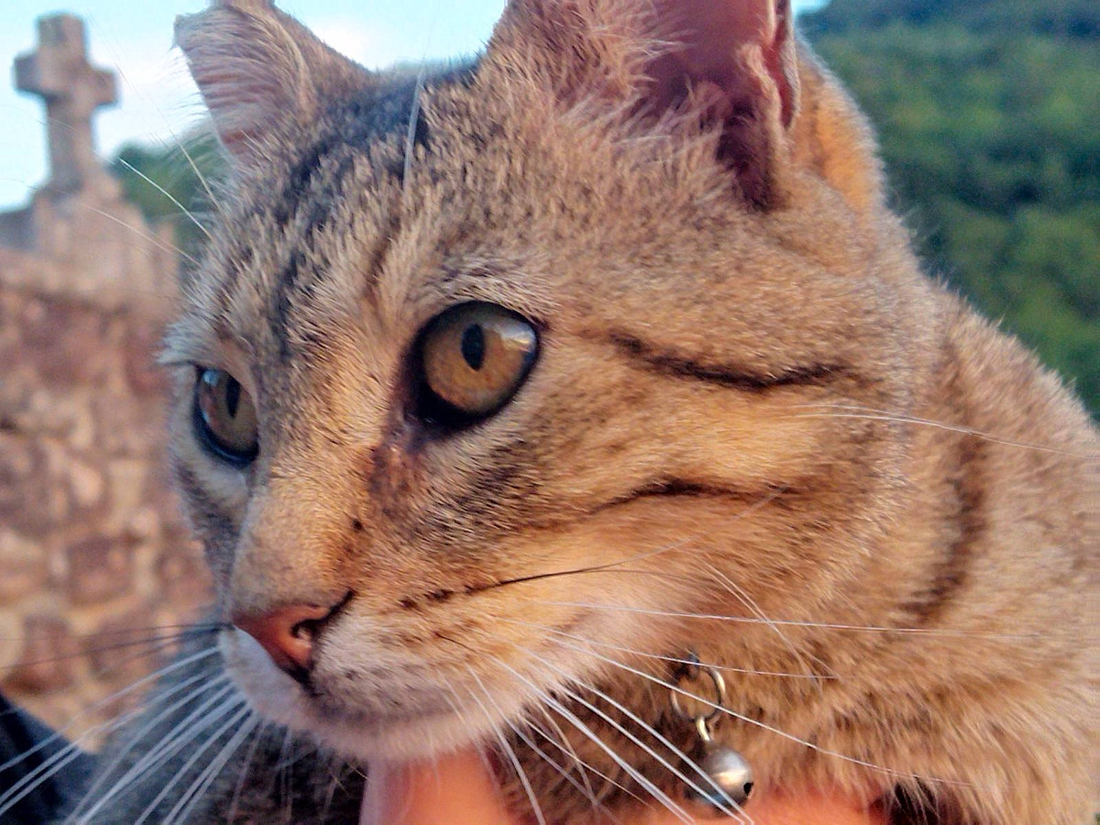 Mimi participe au concours pour gagner de l'argent avec cette photo : carnivore, cat, close_up, domestic_short_haired_cat, eye, fawn, felidae, fur, grass, head, lynx, plant, sky, small_to_medium_sized_cats, snout, terrestrial_animal, tree, whiskers, wildlife, window