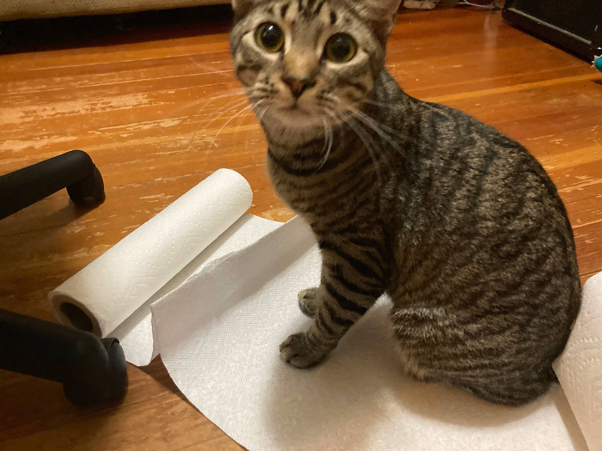 Harrison is registered to the contest to win money with this photo: american_shorthair, asian, bengal, california_spangled, carnivore, cat, domestic_short_haired_cat, dragon_li, european_shorthair, felidae, kitten, mammal, ocicat, paw, small_to_medium_sized_cats, snout, tabby_cat, toyger, whiskers, wood