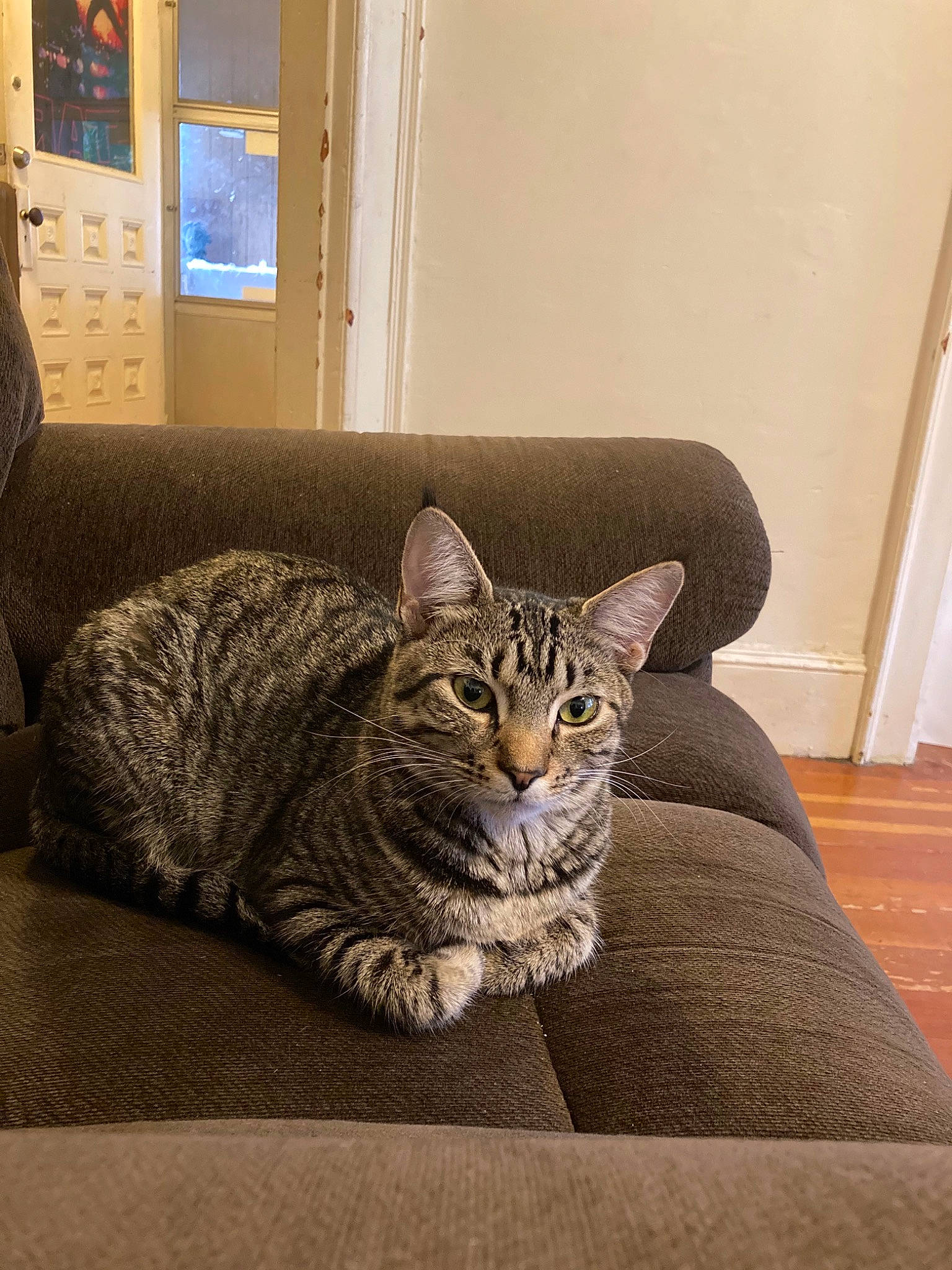 Harrison joined the competition — help win amazing prizes! american_shorthair, asian, california_spangled, carnivore, cat, domestic_short_haired_cat, dragon_li, egyptian_mau, european_shorthair, felidae, floor, fur, mammal, ocicat, pixie_bob, room, small_to_medium_sized_cats, snout, tabby_cat, whiskers