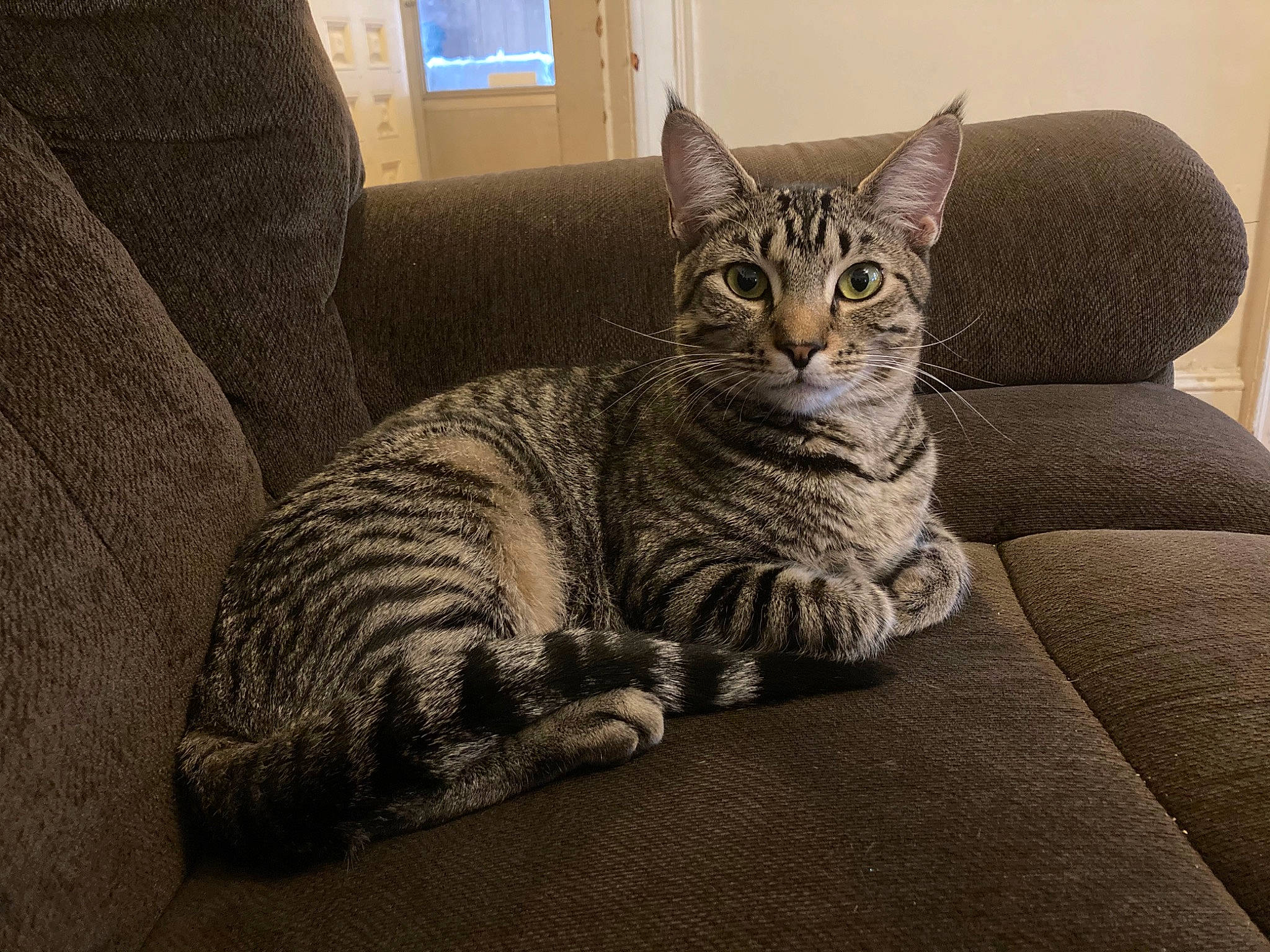 Harrison joined the competition — help win amazing prizes! american_shorthair, asian, australian_mist, bengal, california_spangled, carnivore, cat, domestic_short_haired_cat, dragon_li, egyptian_mau, european_shorthair, felidae, mammal, ocicat, pixie_bob, small_to_medium_sized_cats, tabby_cat, toyger, vertebrate, whiskers