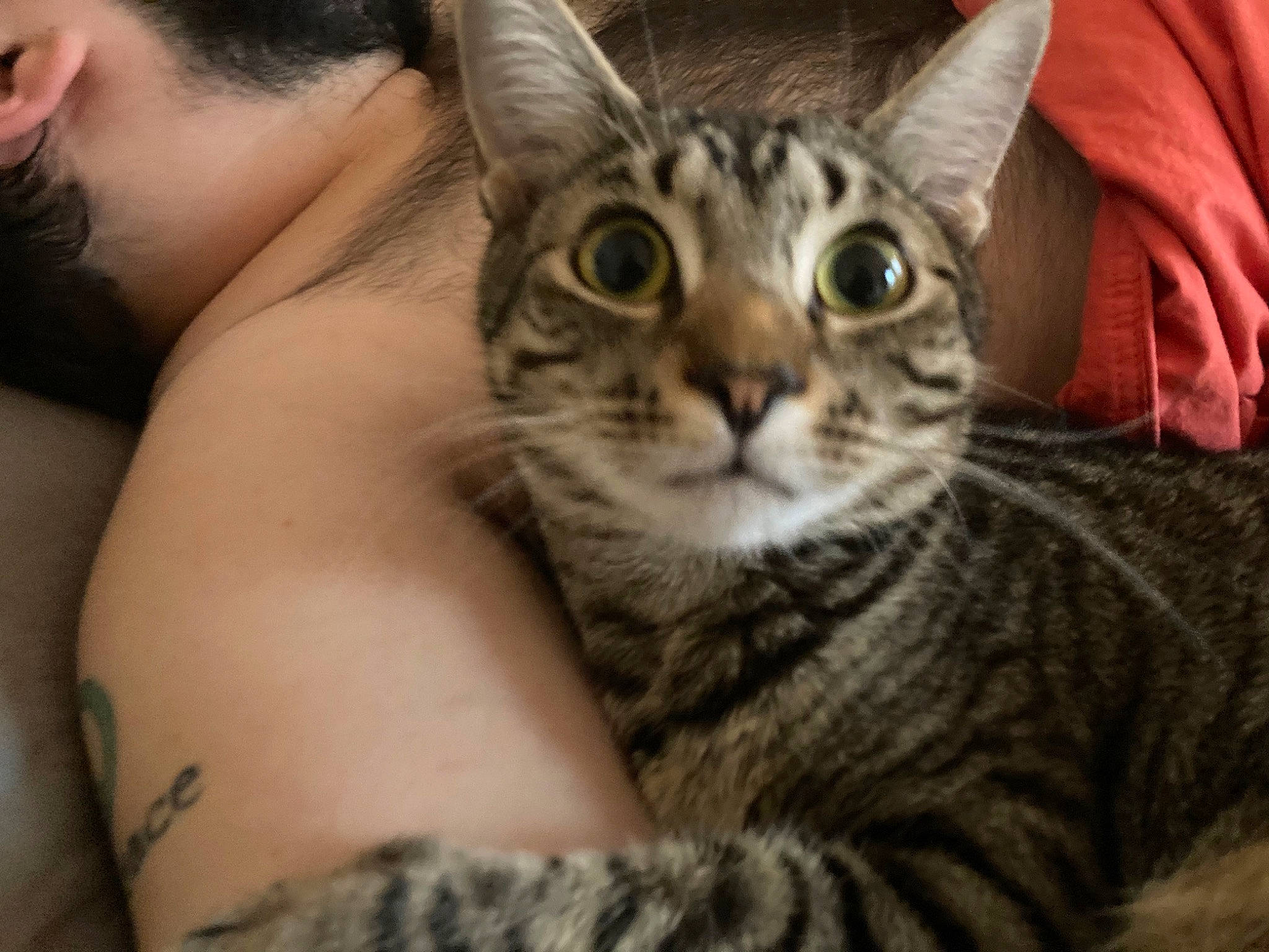 Harrison is registered to the contest to win money with this photo: american_shorthair, american_wirehair, asian, australian_mist, california_spangled, carnivore, cat, close_up, domestic_short_haired_cat, dragon_li, egyptian_mau, european_shorthair, felidae, mammal, pixie_bob, small_to_medium_sized_cats, snout, tabby_cat, vertebrate, whiskers