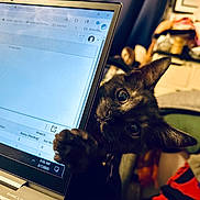 Electro joined the competition — help win amazing prizes! cat, kitten, black_cat, laptop, computer_screen, paw, curious, indoor, technology, playful, pet, feline, home, cluttered_background, closeup, animal, cute, whiskers, eyes, keyboard