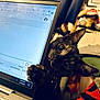 cat, kitten, black_cat, laptop, computer_screen, paw, curious, indoor, technology, playful, pet, feline, home, cluttered_background, closeup, animal, cute, whiskers, eyes, keyboard