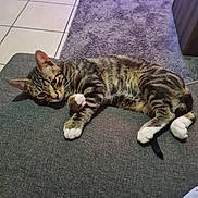 Kaly participe au concours pour gagner de l'argent avec cette photo : animal, cat, cozy, cute, ears, feline, floor_tiles, fur, gray_couch, indoor, living_room, lounging, pet, purple_rug, relaxed, resting, tabby_cat, tail, whiskers, white_paws