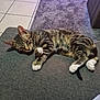 animal, cat, cozy, cute, ears, feline, floor_tiles, fur, gray_couch, indoor, living_room, lounging, pet, purple_rug, relaxed, resting, tabby_cat, tail, whiskers, white_paws