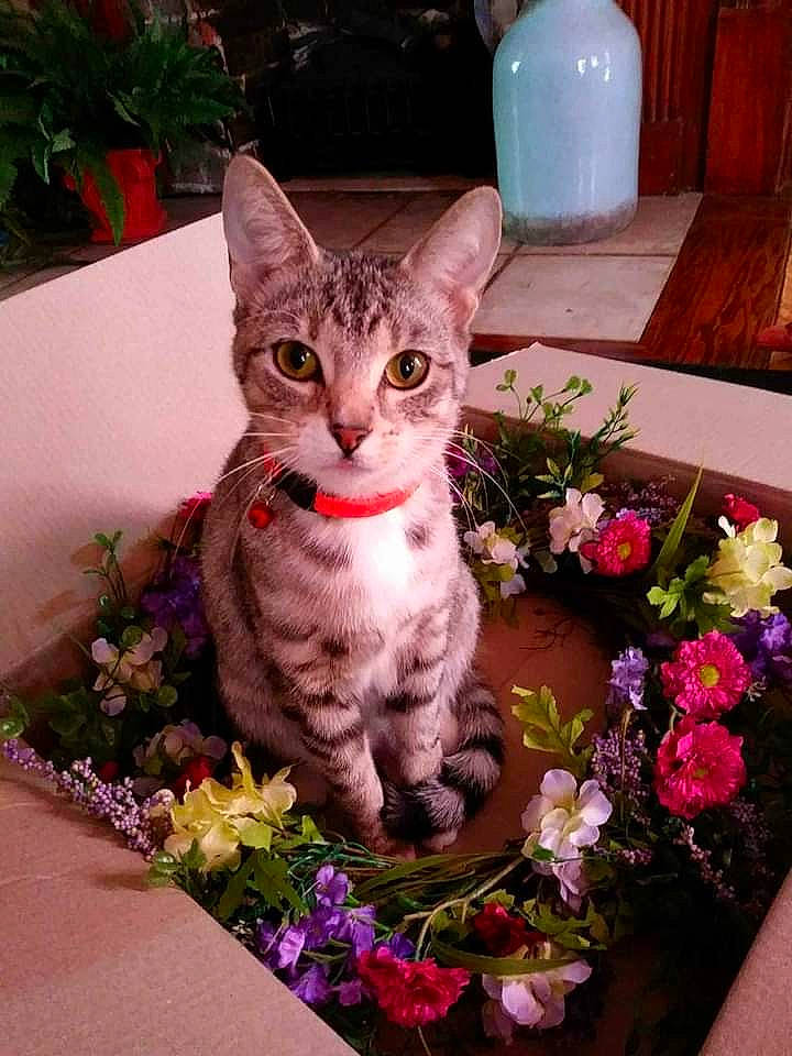 Lily