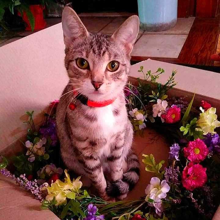 Lily