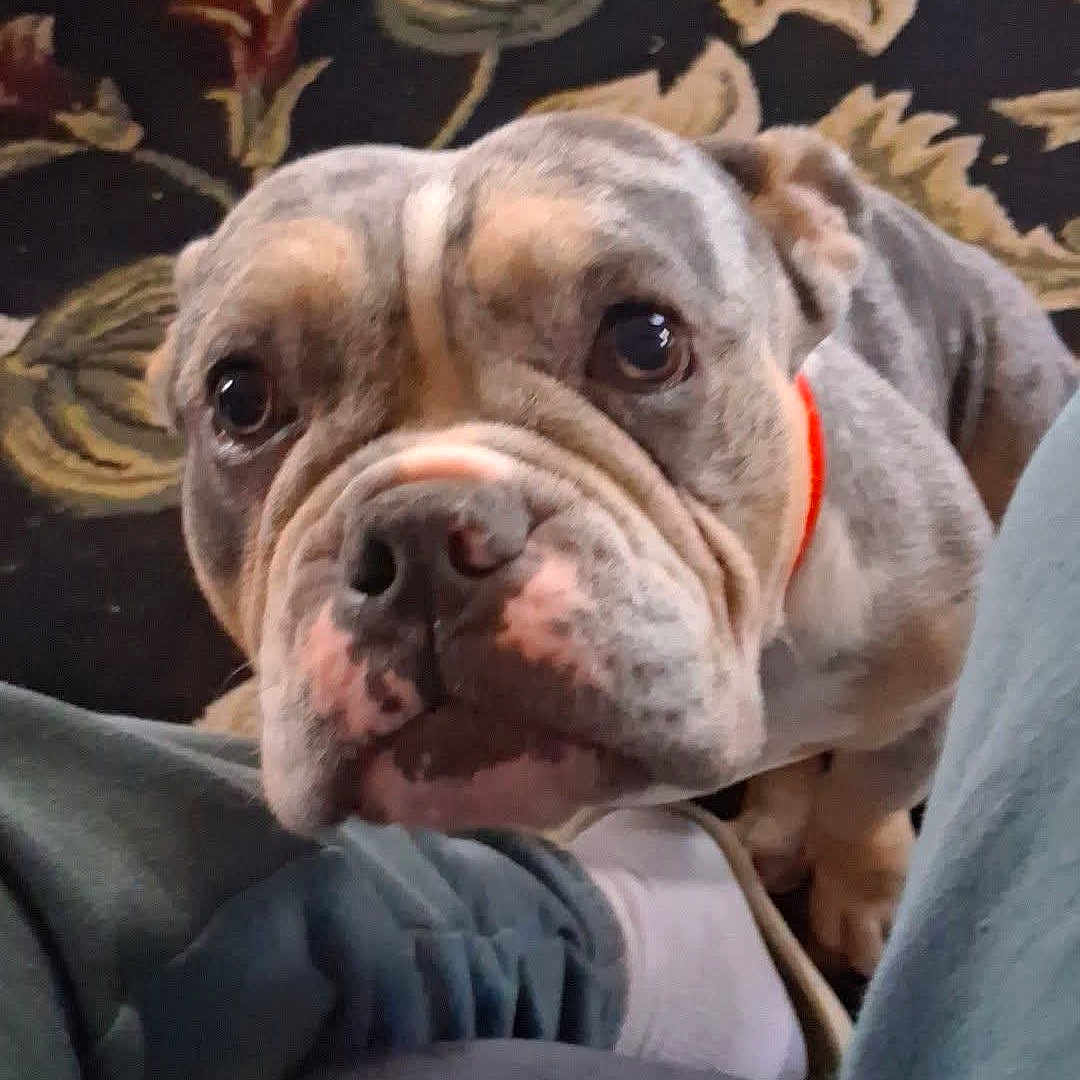 Casanova joined the competition — help win amazing prizes! bulldog, dog, pet, indoor, carpet, pattern, collar, close_up, puppy_eyes, legs, fabric, floor, animal, cute, wrinkles, looking_up, companion, domestic, friend, curious
