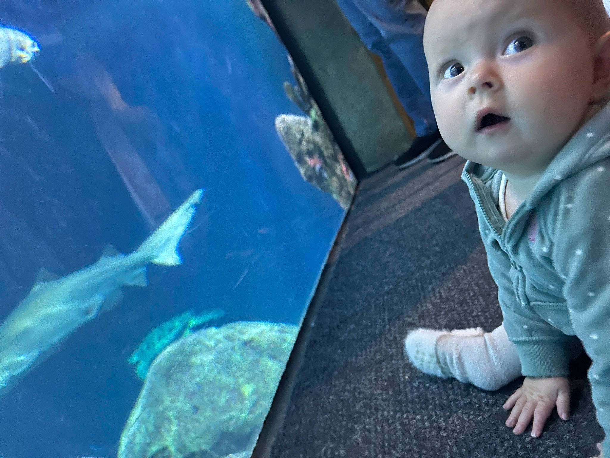Kaia is registered to the contest to win money with this photo: aquarium, azure, baby, electric_blue, eye, fin, fish, flash_photography, fun, happy, leisure, marine_biology, person, photograph, shark, smile, surprise, toddler, tree, underwater