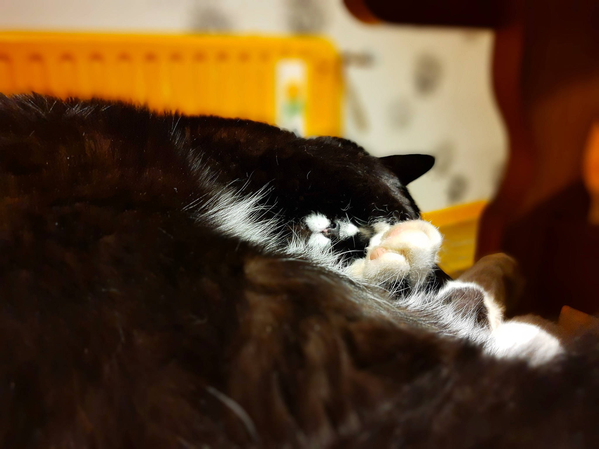 Azur participe au concours pour gagner de l'argent avec cette photo : canidae, carnivore, cat, cat_supply, claw, comfort, dog_breed, domestic_short_haired_cat, felidae, fur, natural_material, small_to_medium_sized_cats, sporting_group, tail, terrestrial_animal, whiskers, wood