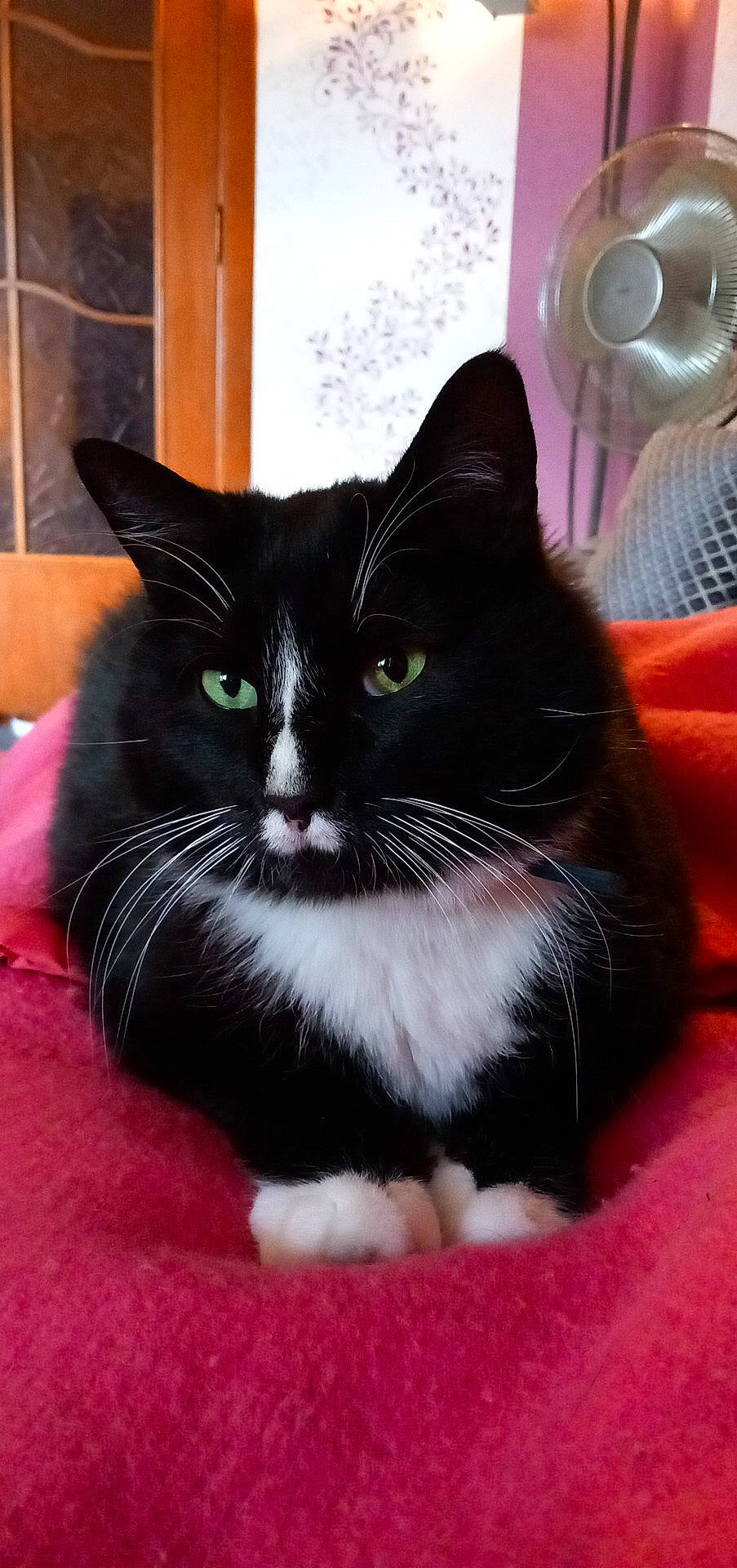 Azur a rejoint le concours — aidez-le/la à gagner de superbes lots ! carnivore, cat, cat_supply, claw, comfort, domestic_short_haired_cat, felidae, foot, fur, mechanical_fan, paw, pet_supply, small_to_medium_sized_cats, snout, tail, terrestrial_animal, whiskers