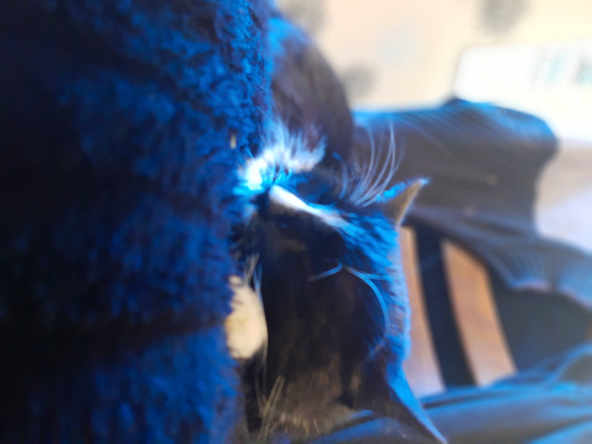 Azur participe au concours pour gagner de l'argent avec cette photo : black_cat, blue, bombay, canidae, carnivore, cat, claw, comfort, domestic_short_haired_cat, electric_blue, felidae, fur, human_leg, nap, paw, reflection, small_to_medium_sized_cats, snout, tail, whiskers