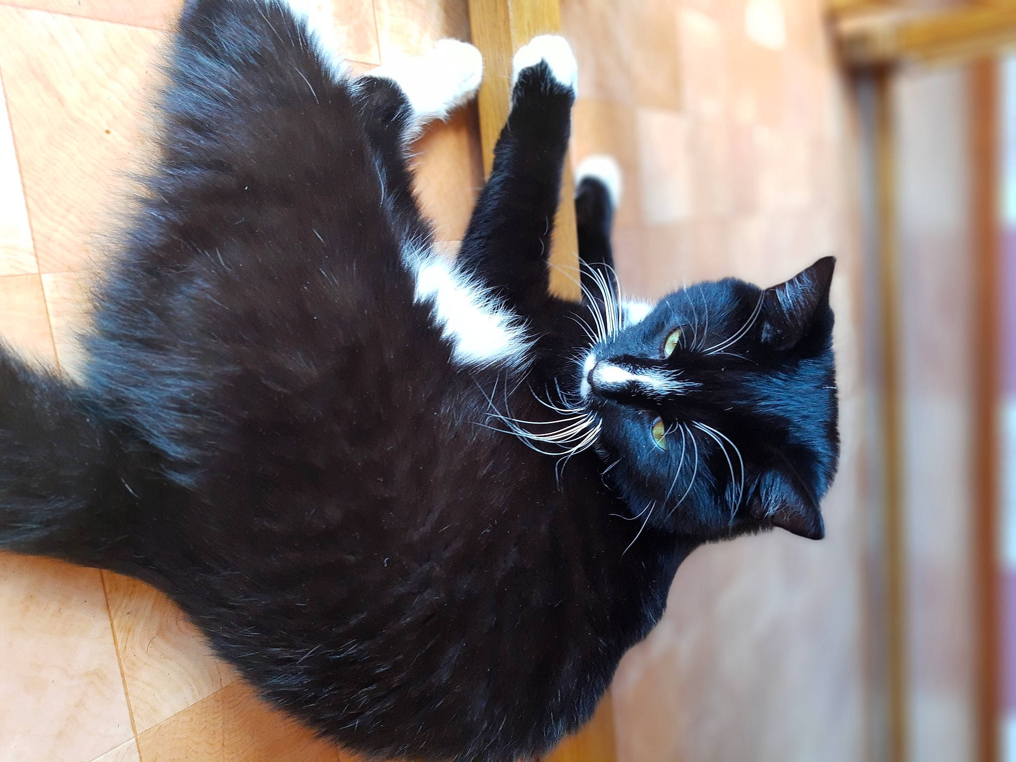 Azur participe au concours pour gagner de l'argent avec cette photo : black_cat, carnivore, cat, claw, comfort, domestic_short_haired_cat, ear, felidae, foot, fur, gesture, natural_material, paw, small_to_medium_sized_cats, snout, tail, terrestrial_animal, whiskers, window