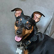Kashmir is registered to the contest to win money with this photo: alert, animal, black_and_brown, canine, close_up, collar, cute, dog, ears_up, friendly, fur, happy, indoor, leash, looking_at_camera, pet, portrait, sitting, tag, tongue_out