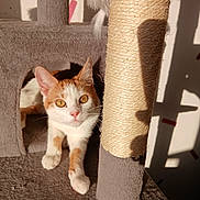 Pumpkin is registered to the contest to win money with this photo: cat, cat_tree, orange_and_white_cat, toy, sunlight, shadow, indoor, pet, curious, feline, whiskers, playful, cozy, fur, eyes, scratching_post, home, animal, cute, relaxed