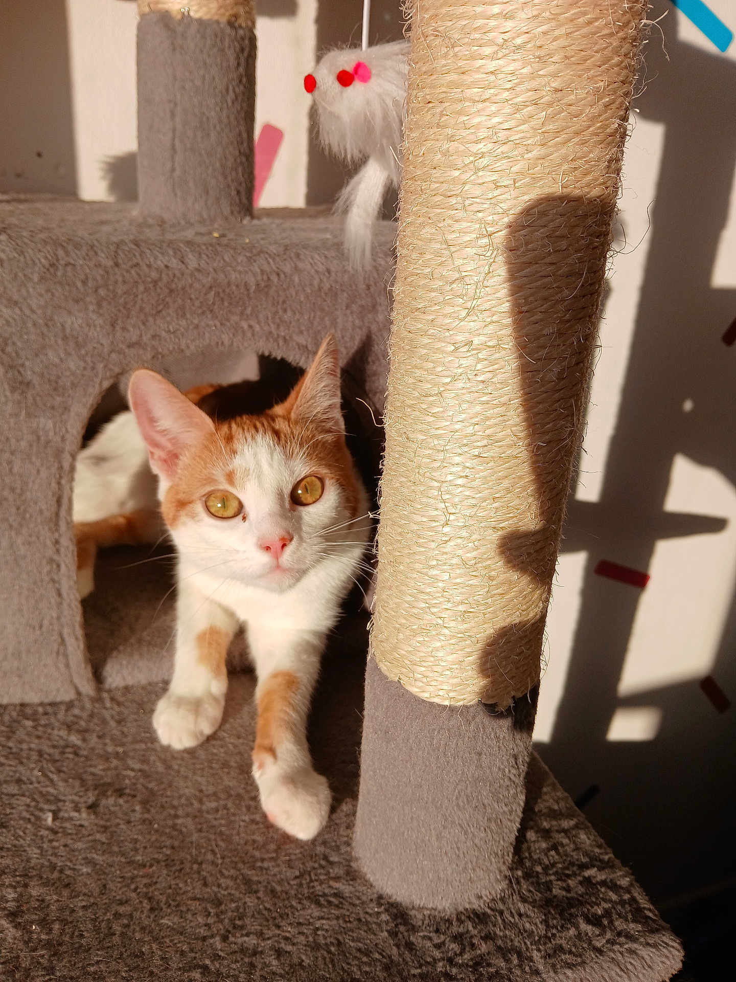 Pumpkin is registered to the contest to win money with this photo: cat, cat_tree, orange_and_white_cat, toy, sunlight, shadow, indoor, pet, curious, feline, whiskers, playful, cozy, fur, eyes, scratching_post, home, animal, cute, relaxed