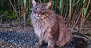 Milka a rejoint le concours — aidez-le/la à gagner de superbes lots ! alert, animal, cat, cute, daylight, eyes, fluffy, fur, grass, gravel, greenery, mammal, nature, outdoor, pet, plants, sitting, tail, whiskers, wildlife