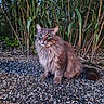 Milka a rejoint le concours — aidez-le/la à gagner de superbes lots ! cat, animal, outdoor, grass, plants, gravel, fluffy, cute, pet, nature, fur, whiskers, sitting, alert, mammal, eyes, tail, wildlife, greenery, daylight