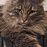 Milka participe au concours pour gagner de l'argent avec cette photo : cat, fluffy, pet, animal, feline, green_eyes, fur, whiskers, portrait, indoor, leather, resting, close_up, cute, mammal, tabby, relaxed, looking_at_camera, household, domestic_cat